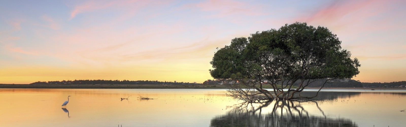 bird-and-tree